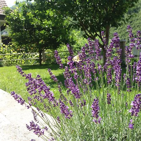 Kuca Lavanda Dreznjak Extérieur photo